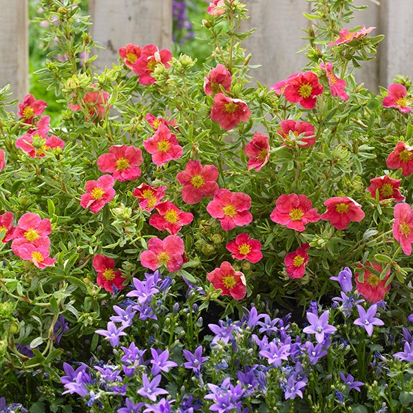 Potentilla fruticosa 'Danny Boy'